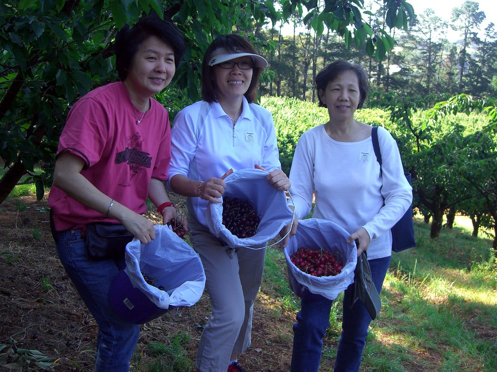 People picking cherries into buckets